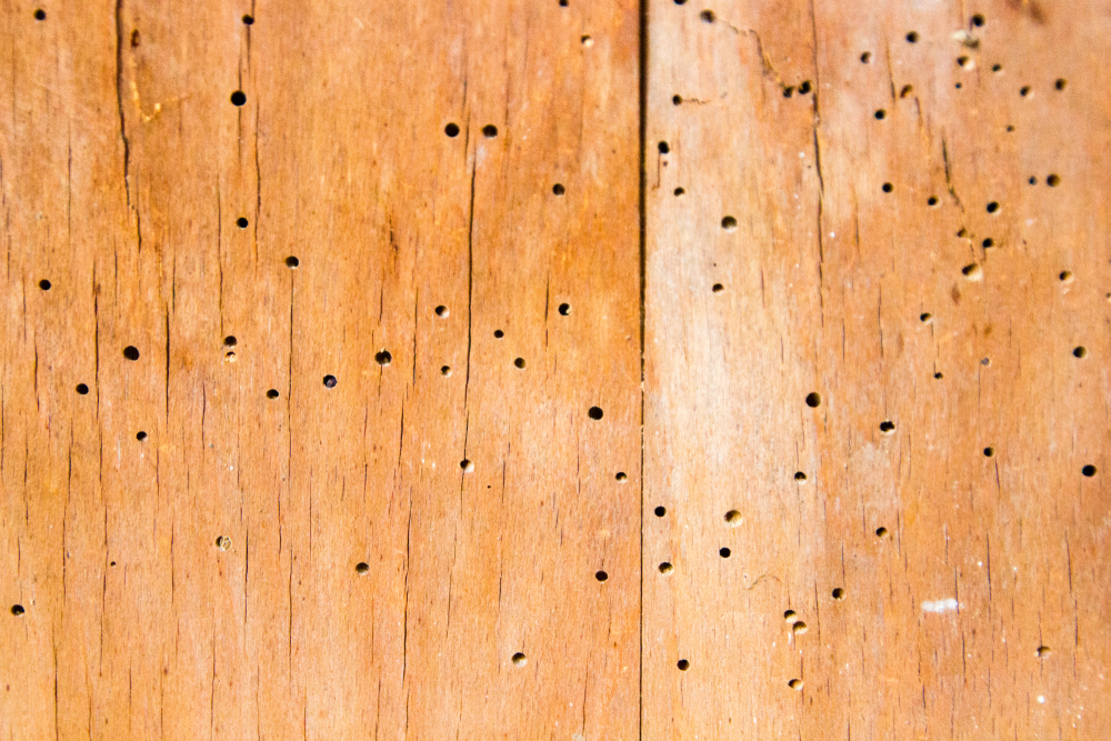 in houten balken: zijn het houtwormen?